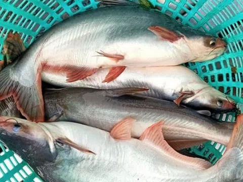 Bất ngờ loại cá bán đầy chợ Việt, giá rẻ lại 'được lòng' quốc gia giàu nhất Nam Mỹ