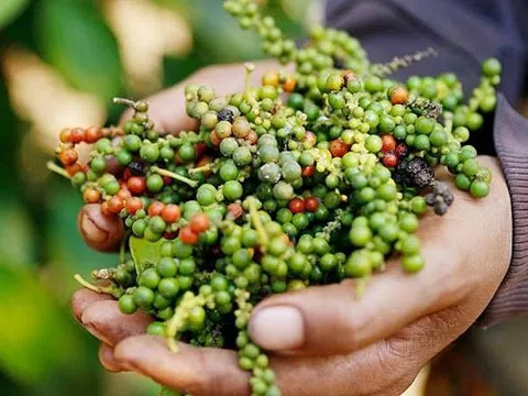 Lý do Việt Nam phải chi hàng chục triệu USD nhập khẩu hồ tiêu mỗi tháng