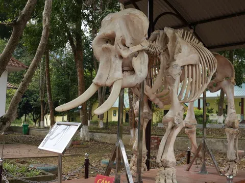 Cận cảnh 2 bộ xương voi khổng lồ mang thông điệp ý nghĩa ở VQG Pù Mát