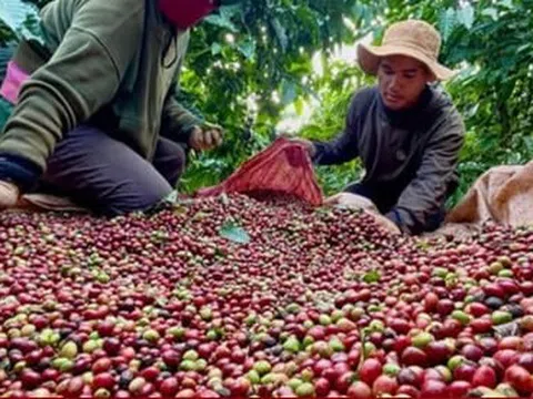 Xuất khẩu cà phê có thể vượt mốc 6 tỷ USD