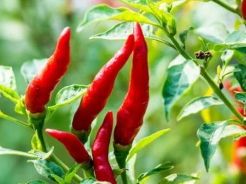 Loại quả Việt Nam ai cũng biết thành gia vị triệu đô đắt hàng của thế giới: Lào, Mỹ đua nhau săn đón, nước ta thu về hơn 3,6 triệu USD kể từ đầu năm