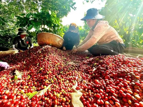 Xuất khẩu cà phê thứ 2 thế giới, vì sao Việt Nam 'yếu' khâu chế biến?
