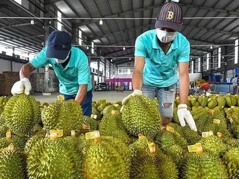 Sầu riêng Thái đi luồng xanh vào thẳng Trung Quốc, vì sao ‘vua trái cây’ Việt vẫn mãi loay hoay?