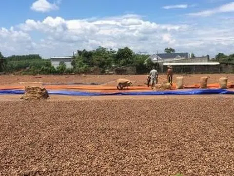 'Cứu tinh' từ Campuchia đổ bộ giúp Việt Nam củng cố ngôi vương của thế giới: Nhập khẩu hơn 1 triệu tấn trong quý 1, là mặt hàng được Mỹ cực ưa chuộng