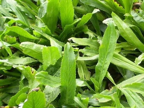 Thứ rau rẻ bèo, xuất hiện quanh năm ở chợ Việt nhưng lại là 'vàng xanh' cho sức khỏe