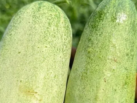 Loại quả có tên rất lạ xưa ít ai để ý, nay thành đặc sản hút khách phố thị, giá 40.000 đồng/kg