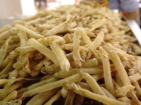 Loài giun biển từng nghĩ đến đã sợ nay lột xác thành 'mì chính của nhà giàu', giá lên đến 10 triệu đồng/kg