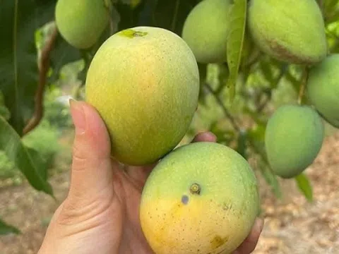 Đặc sản vùng cao một thời bị bỏ quên, nay thành 'hàng hot' ở phố thị: Giá mềm, hương vị đặc biệt