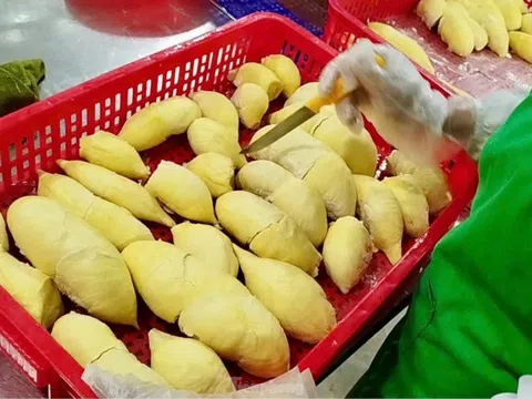 'Báo động đỏ' sầu riêng Việt Nam