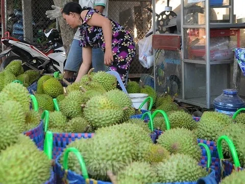 Giá lao dốc, xuất khẩu bất thành, người trồng sầu riêng vỡ mộng?