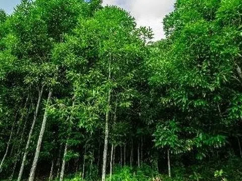 Hàng nghìn tấn vỏ cây quý từ Indonesia vừa đổ bộ Việt Nam: Là ‘trợ lực’ giúp nước ta xuất khẩu đứng top thế giới, Ấn Độ liên tục săn lùng