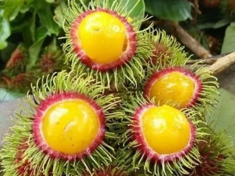 Loại quả mọc hoang trong rừng bỗng nổi như cồn, vị chua gắt nhưng đắt hàng vì lạ mắt