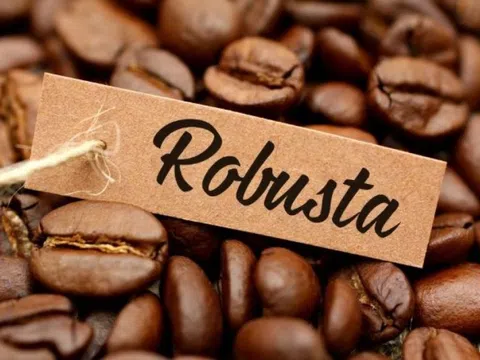Giá cà phê tiếp tục lao dốc: Robusta mất giá, Việt Nam nguy cơ mất ngôi vương vào tay Brazil