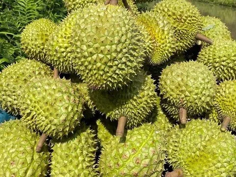 Sầu riêng Việt thêm “visa” sang Trung Quốc
