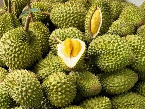Sầu riêng Việt Nam bất ngờ nhận tin vui lớn từ Trung Quốc