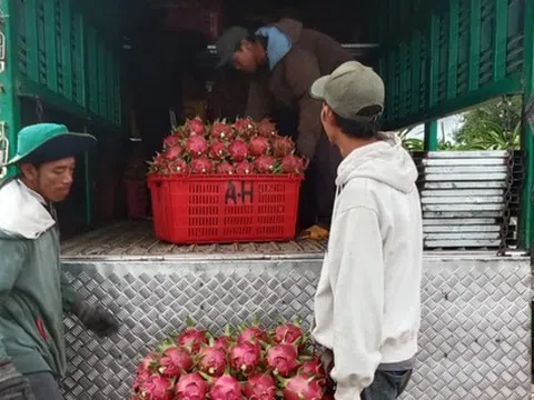 Thanh long Bình Thuận rớt giá sâu đầu vụ, nhà vườn lao đao