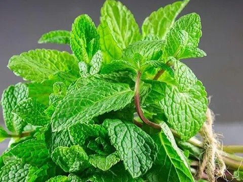 Loại lá gia vị được mệnh danh 'kho báu xanh' cho sức khỏe, ẩm thực: 'Quen mặt' ở chợ Việt, giá lại rẻ