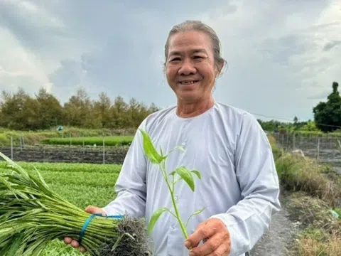 Nông dân ở Cần Thơ rủ cả xóm trồng ‘nhân sâm của người nghèo’: Thu hoạch đến đâu hết sạch đến đó, xung quanh đều khấm khá