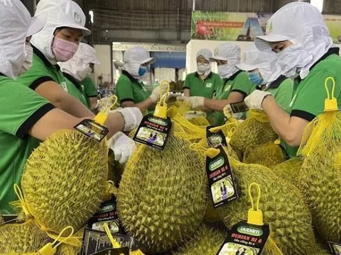Tin vui cho sầu riêng Việt: Trung Quốc vừa cấp thêm gần 1.000 'giấy thông hành' cho quả tỷ đô