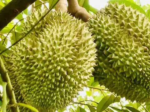 Thủ tướng Chính phủ chỉ đạo Bộ Công an điều tra, đảm bảo an ninh chuỗi cung ứng sầu riêng