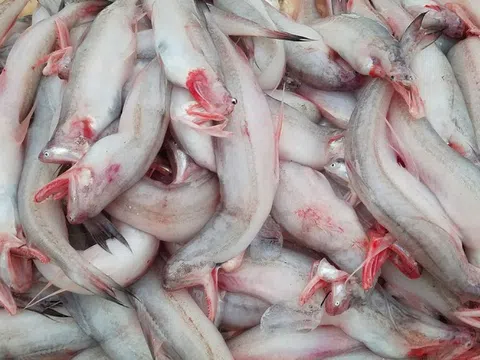 Loại cá rẻ như khoai, từng đem cho lợn ăn nay thành đặc sản, giá trên 200.000 đồng/kg