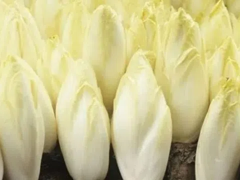 U60 chọn bán loại rau đắt ngang thịt, hái đến đâu đắt hàng đến đó, nhẹ nhàng bỏ túi 171 tỷ/năm