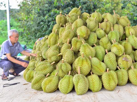 Kết quả kiểm tra chất cấm trong sầu riêng Lâm Đồng