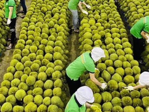 Kiểm soát chặt sầu riêng từ vườn đến xuất khẩu, xử lý hình sự nếu vi phạm nặng