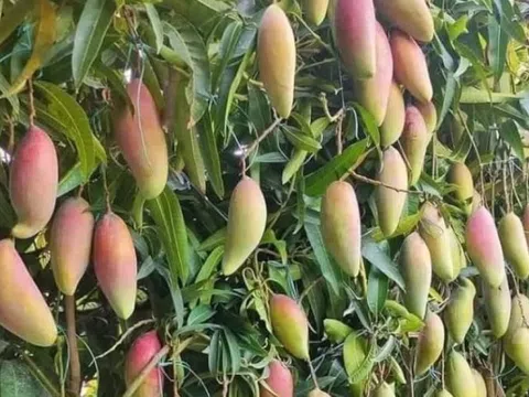 Từng là đặc sản nức tiếng của Thái Lan loại quả này giờ ế hàng dội chợ, giá rẻ hơn rau