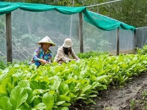 Nông dân Cà Mau tiến lên làm giàu từ những thùng xốp đất đến cả vườn xanh mướt, tháng thu nhập 7 con số