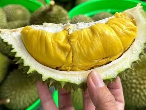 Sầu riêng Việt Nam tụt hạng xuất khẩu, Thủ tướng chỉ đạo 'giải cứu' toàn diện ngành hàng tỷ đô