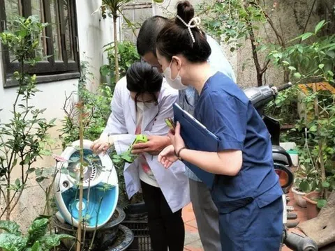 Chủ động diệt loăng quăng, ngăn chặn sốt xuất huyết bùng phát