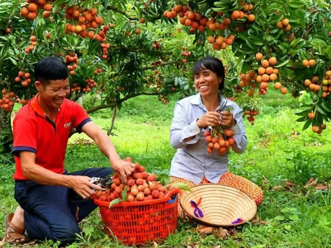 Hơn 2.000 tấn vải thiều dự kiến được xuất khẩu