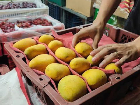 Xoài Trung Quốc tràn ngập chợ
