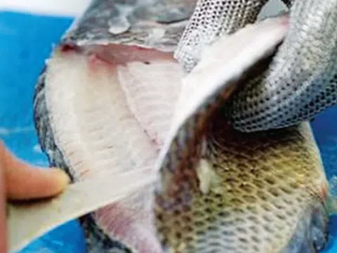 Loại cá xưa đầy 'chẳng ai thèm', nay phơi khô thành đặc sản 200.000 đồng/kg, xuất ngoại đều đều