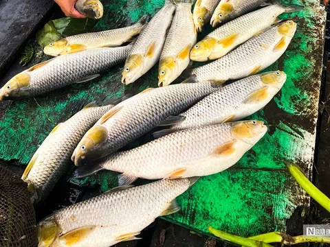 Hơn 6 tấn cá lồng bè trên sông Đồng Nai chết bất thường sau trận mưa lớn