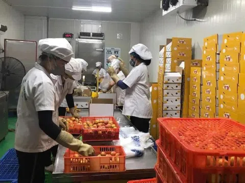 Lô vải thiều đầu tiên của năm 2025 đã được xuất khẩu qua Nhật Bản