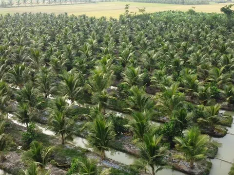 Loại quả bình dân của Việt Nam được Trung Quốc, Mỹ săn lùng, ví như "vàng xanh", Bến Tre trồng cực nhiều