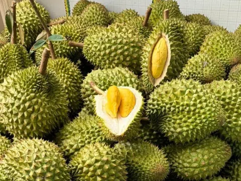 Sầu riêng bị Trung Quốc trả về, DN gửi thẳng lên Thủ tướng một chuyện bất thường