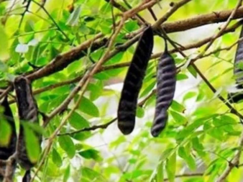 Loại cây tự lớn từng có quá khứ quê mùa, nay lột xác giúp nông dân kiếm tiền tỷ mỗi năm
