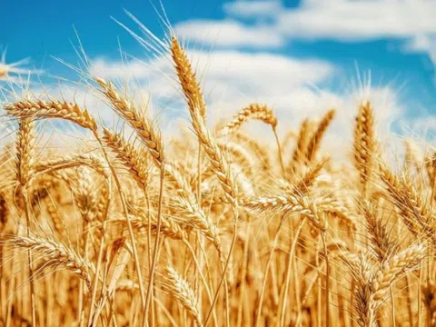 Chiến sự Nga – Ukraine đang hạ nhiệt, nhưng giá ngũ cốc vẫn 'cứng đầu' neo cao