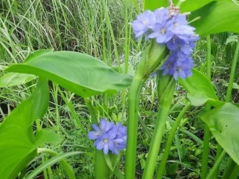 Nông dân miền Tây đổi đời nhờ loại rau dại trước cho heo ăn, nay thành đặc sản giá 90.000 đồng/kg