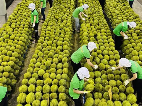 Việt Nam trong cuộc đua khốc liệt giành thị phần sầu riêng tại Trung Quốc