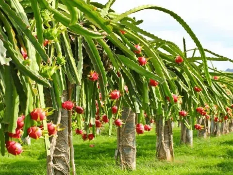 Loại quả đặc sản rớt giá còn 1.500 đồng/kg, nông dân Bình Thuận 'quay xe' trồng cây khác