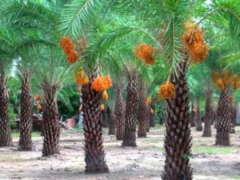 Loại cây quý tộc của Trung Đông trồng thành công tại Việt Nam, giá nửa triệu mỗi ký vẫn đắt như tôm tươi