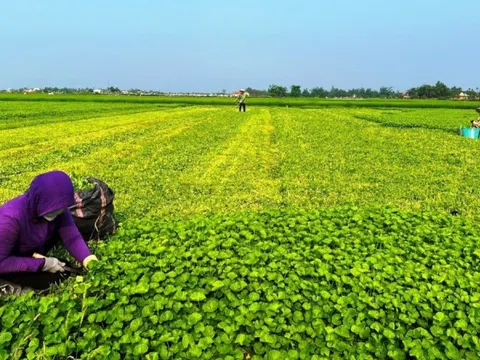 Loại rau là ‘nhân sâm của người nghèo’, giá chỉ 25.000 đồng/kg nhưng nhiều công dụng, thích hợp giải nhiệt mùa hè
