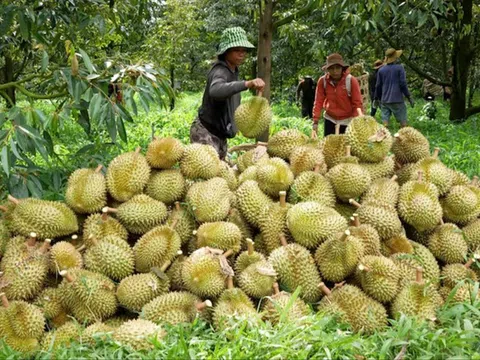 Đại phẫu 'vua' trái cây tỷ USD - Bài 1: Vì sao Cục Bảo vệ thực vật phớt lờ cảnh báo?