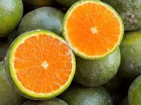 Cuối mùa, một giống cam đặc sản giá chỉ bằng cốc trà đá nhưng chất lượng miễn chê