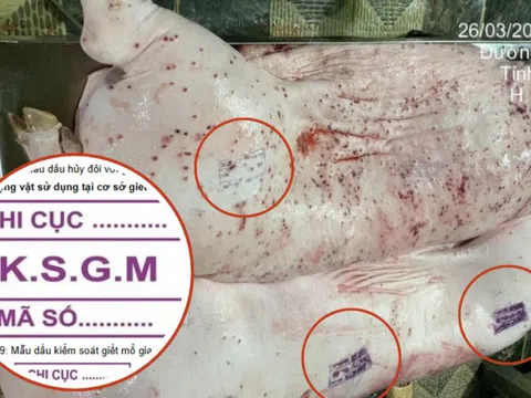 Vụ C.P. Việt Nam bị tố bán heo bệnh: Các mẫu dấu đóng trên thịt gia súc nói lên điều gì?