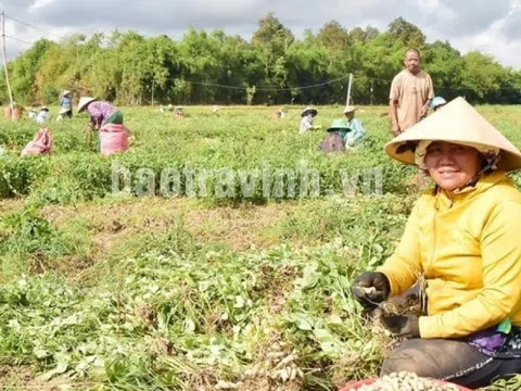 Nông dân Trà Vinh trồng thứ cây ra củ vùi xuống đất, bán đến đâu thương lái Trung Quốc gom sạch: Ước tính đạt 650 tỷ/năm